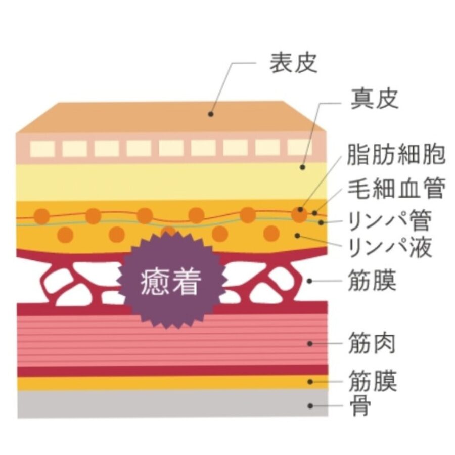 全身深層リンパ
